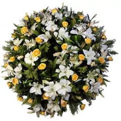 Coroa Orvalho